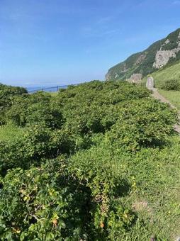函館 夏 立待岬 ハマナスPart3 函館 夏 立待岬 ハマナスPart3 絶景,ハマナス,岬の写真素材