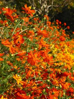 花壇に咲くオレンジ色のキバナコスモス キバナコスモス,花,植物の写真素材