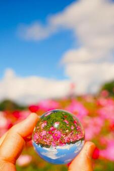 水晶に映し出す秋のコスモス畑 コスモス,アニメ,ガラス玉の写真素材
