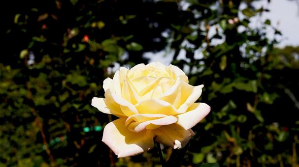 【花の写真】ばらの花 rose,植物,園芸の写真素材