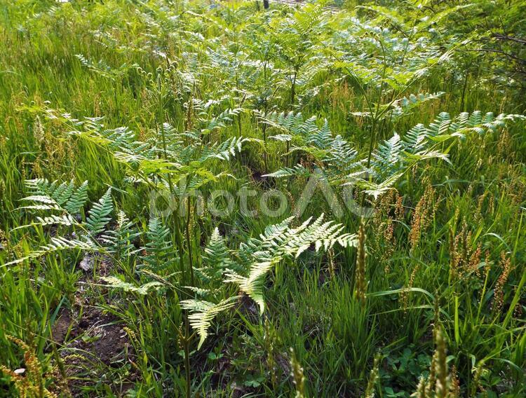 おおきくなった蕨 わらび,成長した蕨,初夏のわらびの写真素材