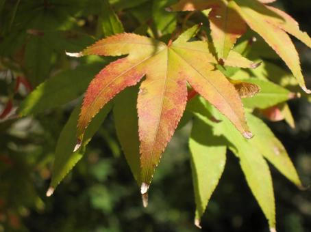 モミジ クローズアップ モミジ クローズアップ 自然風景,壁紙,鮮やかの写真素材