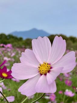 秋の午後に咲きほこるコスモスの花 コスモス,秋桜,花の写真素材