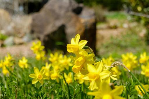 春の日差しに輝く黄色いスイセンの写真