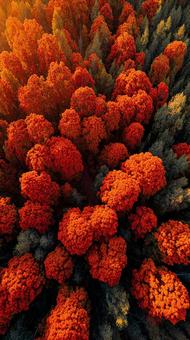 燃えるような紅葉の絨毯 燃えるような紅葉の絨毯の写真