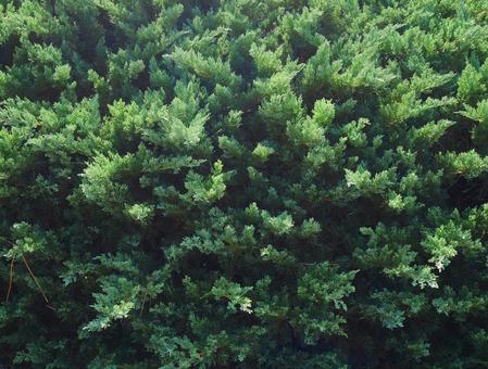盛り盛りの森 盛り盛りの森の写真