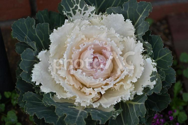 白とピンクの葉牡丹 葉牡丹,白い花,ピンクの花の写真素材