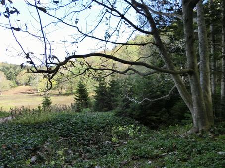 洞爺湖の中島自然道 北海道,洞爺湖中島,自然の写真素材