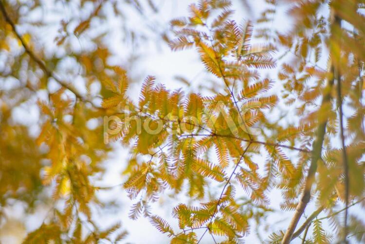メタセコイア メタセコイア,自然,紅葉の写真素材