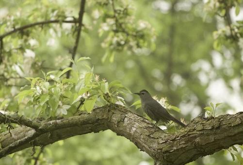 ネコマネドリ ネコマネドリ 生き物,動物,鳥類の写真素材
