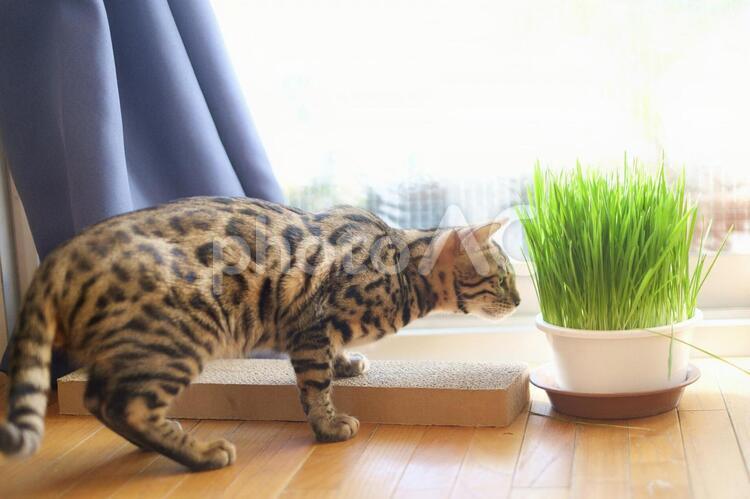 猫草と猫と爪研ぎ 猫,ベンガル,ベンガル猫の写真素材