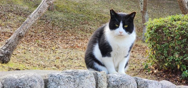 お猫様 お猫様 猫,ねこ,キャットの写真素材