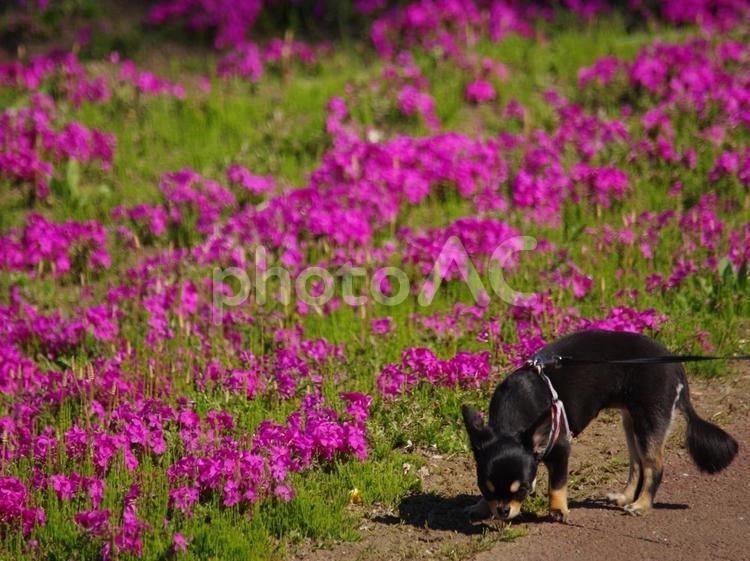 芝桜と犬 犬,イヌ,いぬの写真素材