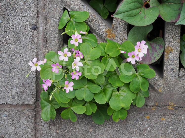 ブロック塀の風通し穴からはみ出して咲く紫カタバミの花 カタバミ,片喰,ムラサキカタバミの写真素材