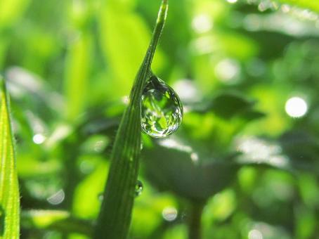 水滴と朝の光Water drops 水滴と朝の光Water dropsの写真