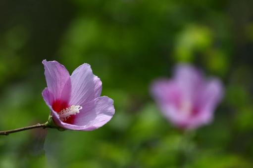夏の茶室を彩る 夏の茶室を彩る 木槿,花,アオイ科の植物の写真素材