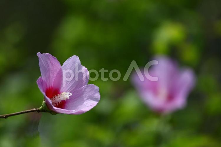 夏の茶室を彩る 木槿,花,アオイ科の植物の写真素材
