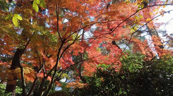 名古屋城　紅葉と天守閣 名古屋城,尾張徳川家,御三家の写真素材