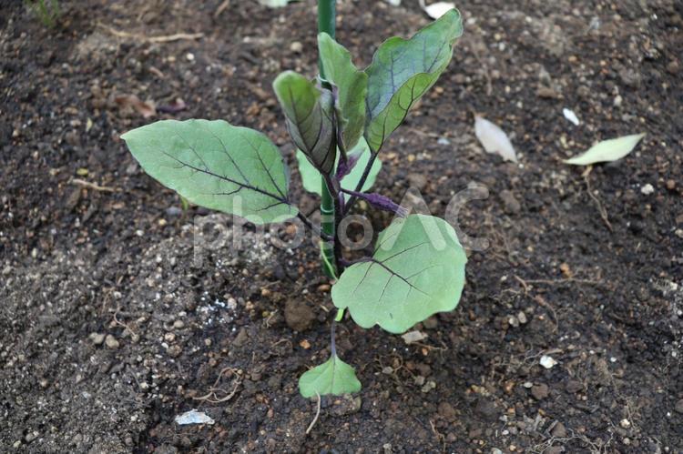 家庭菜園で作る無農薬・無化学肥料の野菜(なす) 家庭菜園,収穫,無農薬の写真素材
