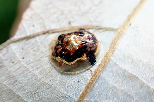 セモンジンガサハムシ セモンジンガサハムシ,ハムシ,金色の写真素材