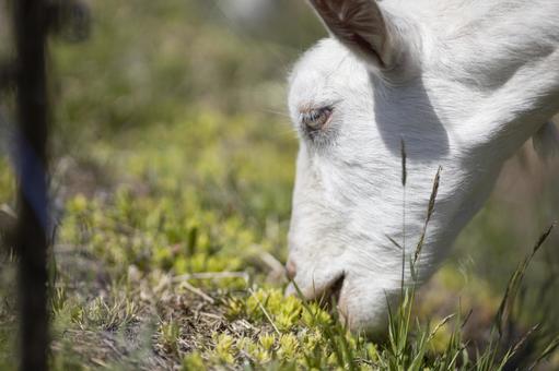 草を食べるヤギ 草を食べるヤギ ヤギ,可愛い,野原の写真素材