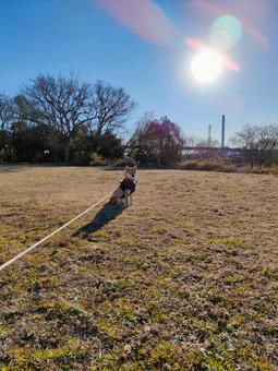 広場でお座りする柴犬! 広場でお座りする柴犬! 犬,柴犬,シバの写真素材