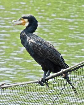 獲物を狙うカワウ001 獲物を狙うカワウ001の写真