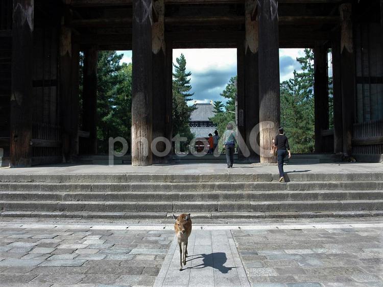 東大寺南大門と参拝帰りの小鹿 東大寺,東大寺南大門,南大門の写真素材