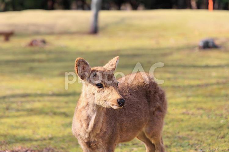 奈良公園の鹿【日本:奈良】 奈良公園,鹿,ニホンジカの写真素材