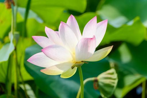 光を受けて輝く蓮の花 光を受けて輝く蓮の花の写真