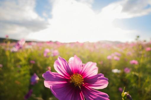 光に透けるマゼンタ色のコスモスのアップ コスモス,秋桜,花の写真素材