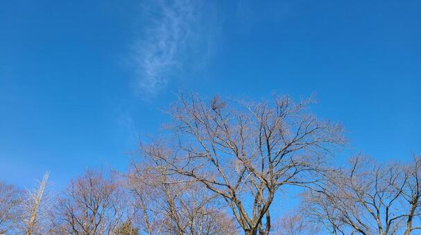 冬の自然と空 空,冬,木の写真素材