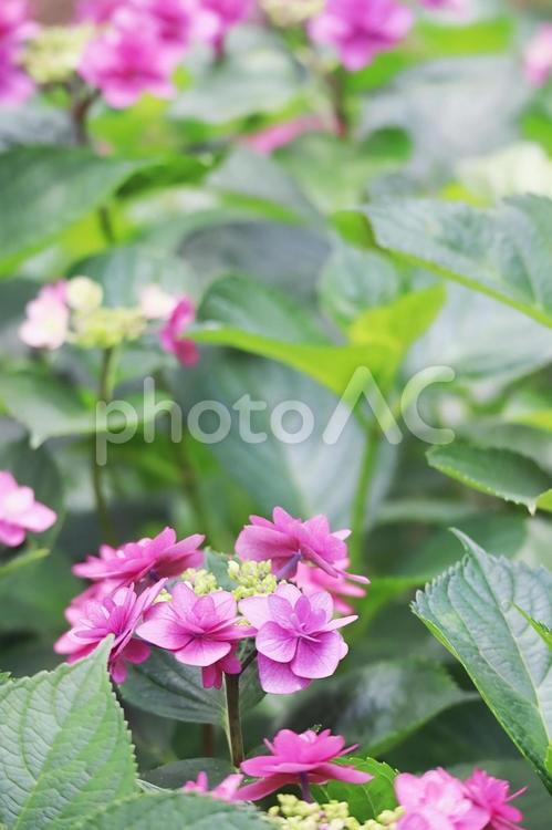梅雨の可愛いアジサイの花 縦 紫陽花,あじさい,アジサイの写真素材