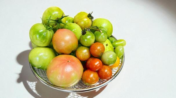 収穫した自家製トマトを水洗い 収穫した自家製トマトを水洗い トマト,ミニトマト,収穫の写真素材