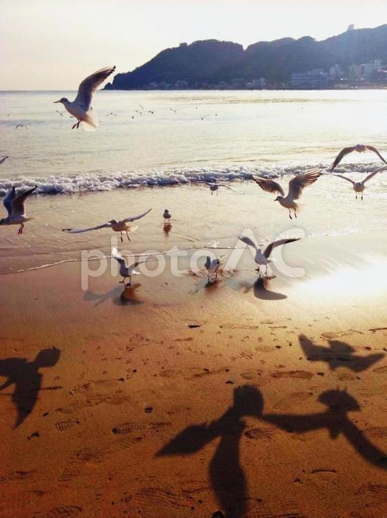 海辺のカモメたち かもめ,海岸,夏の写真素材