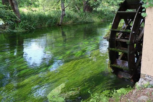River surface Aquatic plants, JPG River surface Aquatic plants, JPG