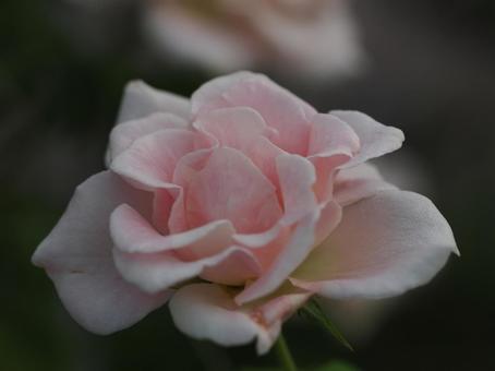 バラ園にて綺麗な薔薇を撮影ました バラ園にて綺麗な薔薇を撮影ましたの写真