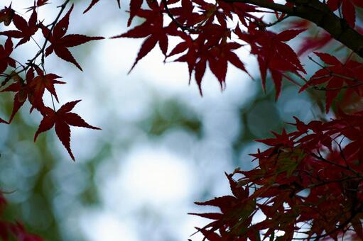 赤い紅葉と白く明るい背景 紅葉,モミジ,カエデの写真素材