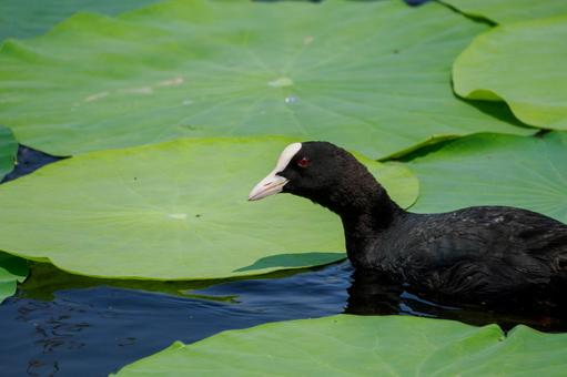 Coot⑴, JPG Coot⑴, JPG