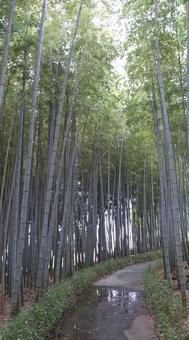 越前竹人形の里の竹林 越前竹人形の里の竹林 竹,林,竹林の写真素材
