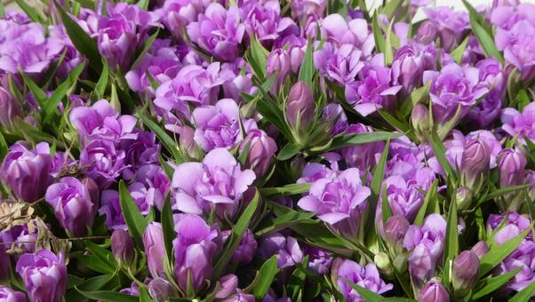 リンドウの花 八重咲 あしろブーケ ロゼ リンドウの花 八重咲 あしろブーケ ロゼ 花,秋,リンドウの写真素材