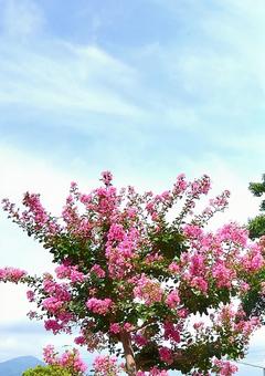 百日紅の花 百日紅の花 さるすべり,百日紅,サルスベリの写真素材
