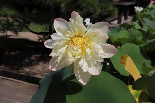 法金剛院 蓮の花 ミセススローカム 法金剛院 蓮の花 ミセススローカム 蓮の花,ミセススローカム,蓮の写真素材