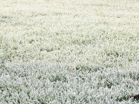 霜の降りた公園の芝生　イギリス 霜,冬,寒いの写真素材