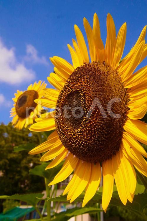 青空に映えるヒマワリ ヒマワリ,花,夏の写真素材