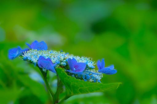 Flower pattern - Hydrangea - Lace Hydrangea, flower, hydrangea, hakuji hydrangea, JPG