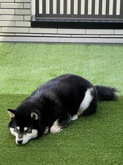 休憩中 休憩中 犬,柴犬,シバイヌの写真素材