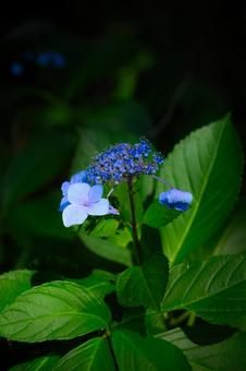陰影紫陽花 陰影紫陽花 紫陽花,花,綺麗の写真素材