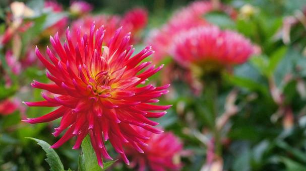 秋のダリア園-899の写真