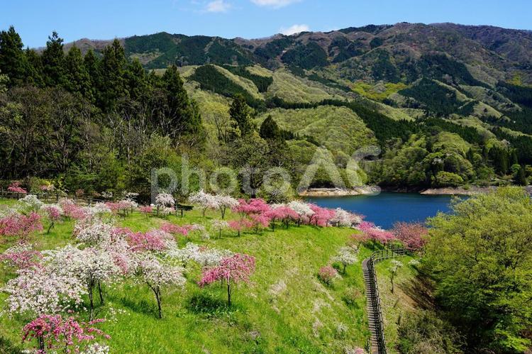 花桃とダム湖と青空 山,風景,自然の写真素材